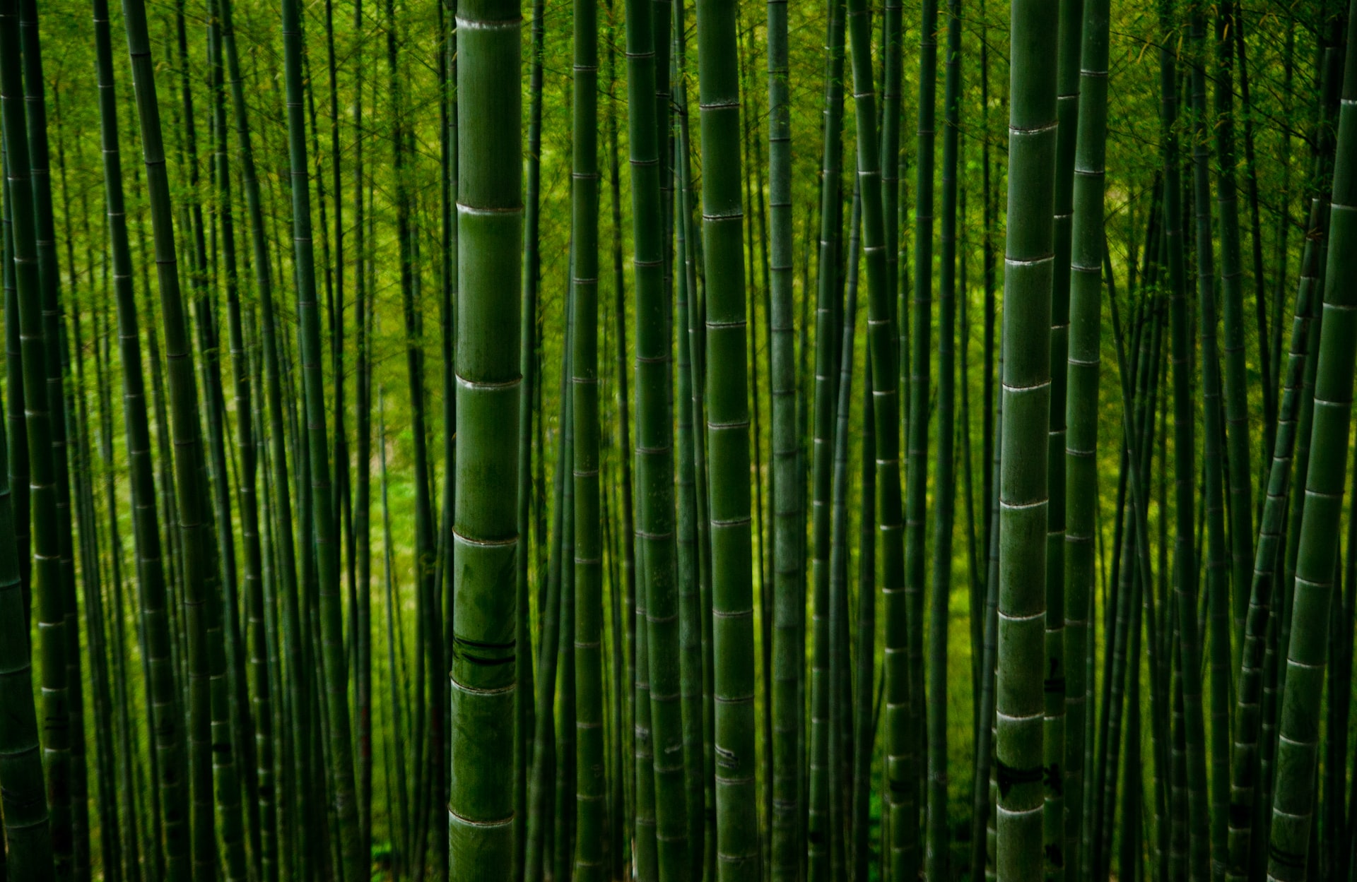 Mutenga Bamboo Introduces A New Range Of Bamboo products In Zimbabwe